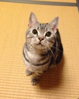 姉の愛猫トトちゃん