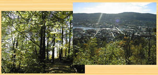 �X�s�������̍g�t�P