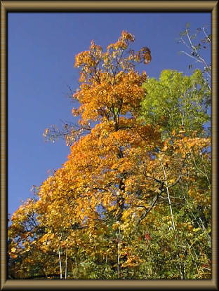 �X�s�������̍g�t�Q