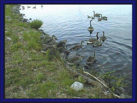 �����̐e�q