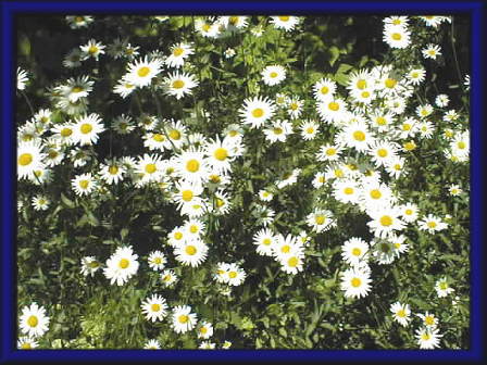 �}�[�K���b�g