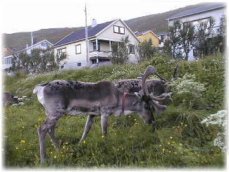 ���̃g�i�J�C