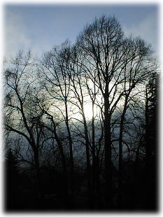 �t�̗������؁X